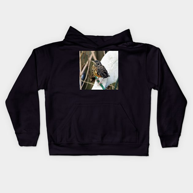 Young American Robin Perched On A Chair Kids Hoodie by BackyardBirder